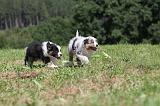 BERGER AUSTRALIEN PUPPIES 045